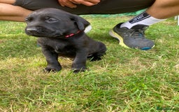 Labrador Retriever dogs for sale: Fab Black Male and Female Fox Red Labrador Puppy - Image 2