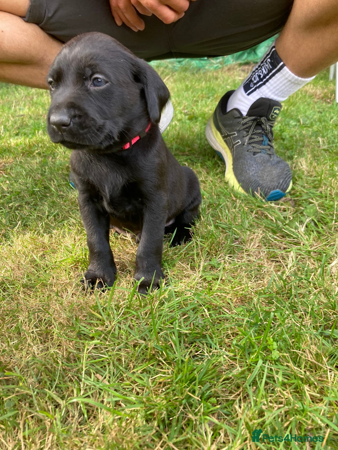 Labrador Retriever dogs for sale: Fab Black Male and Female Fox Red Labrador Puppy - Image 2