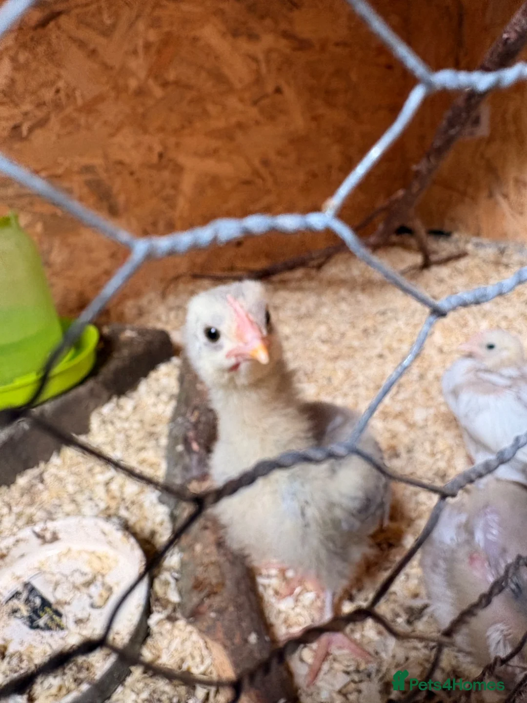 Chickens poultry for sale: Mottle lavender Orpington’s and Pekins  - Advert 2