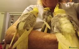 Cockatiels birds for sale: Hand reared baby cockatiel s - Image 2