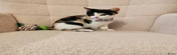 Mixed Breed cats for sale: 4 Loving kittens for sale  - Advert 8