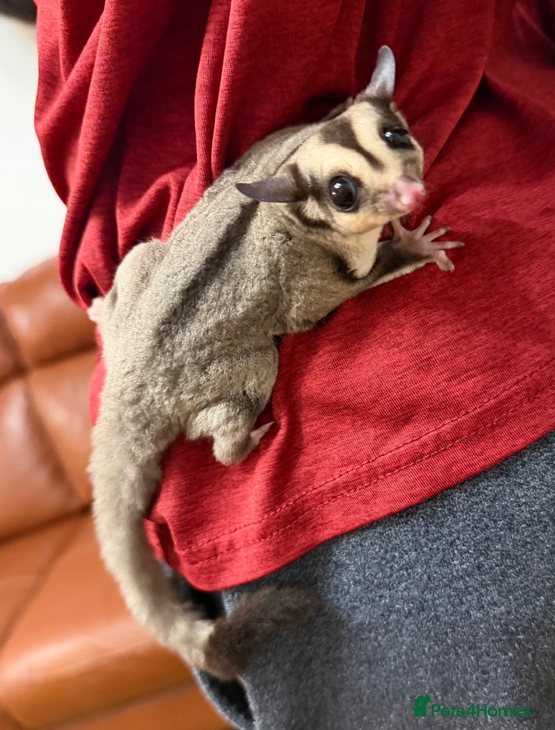 Sugar Glider rodents for sale:  2 Female Sugar Gliders – 5 Months Old (Tame) - Image 22