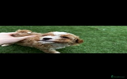 Cavapoo dogs for sale: Beautiful cavapoo puppies  - Image 10