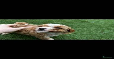 Cavapoo dogs - Advert 1