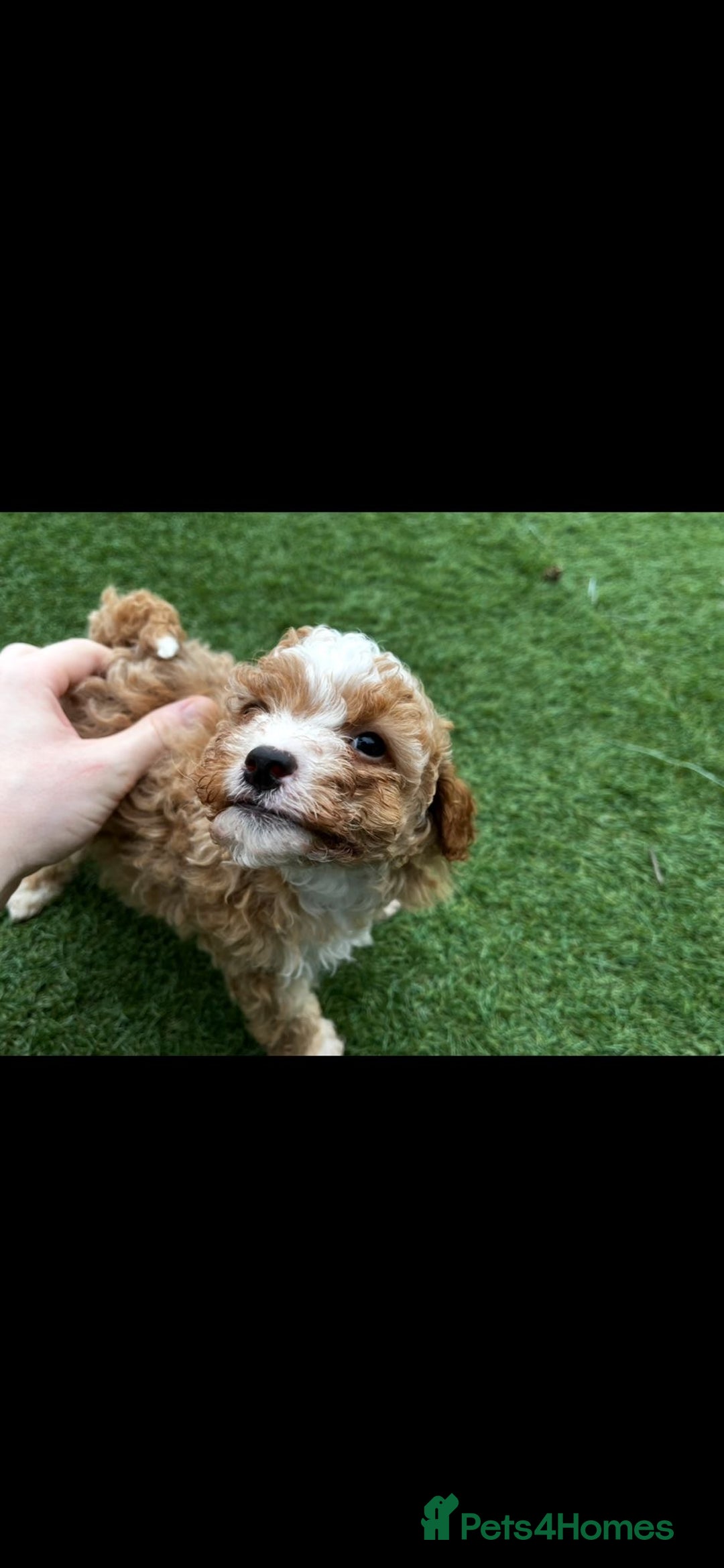 Cavapoo dogs for sale: Beautiful cavapoo puppies  - Image 10