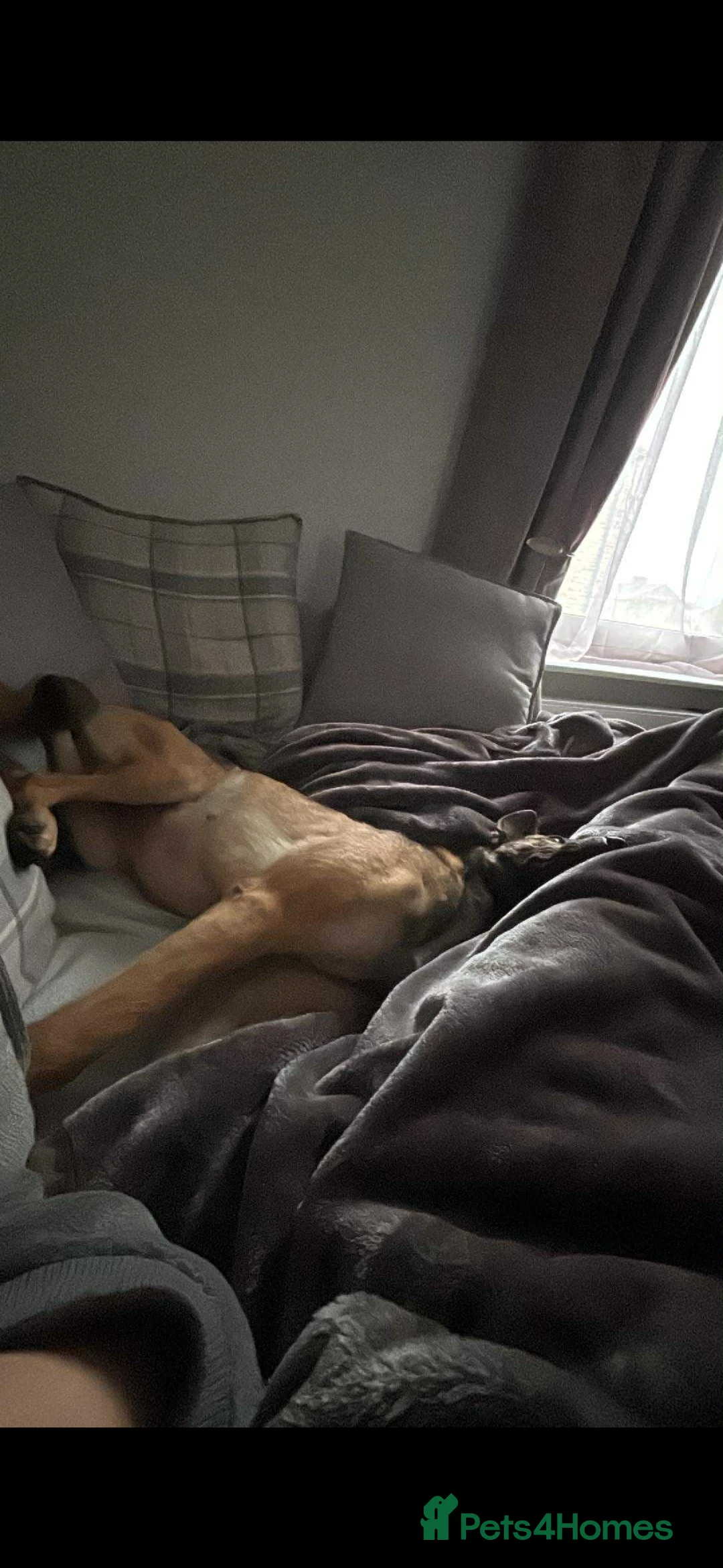 Belgian Shepherd Dog dogs for sale: Malinios male puppy in Barnoldswick - Advert 6