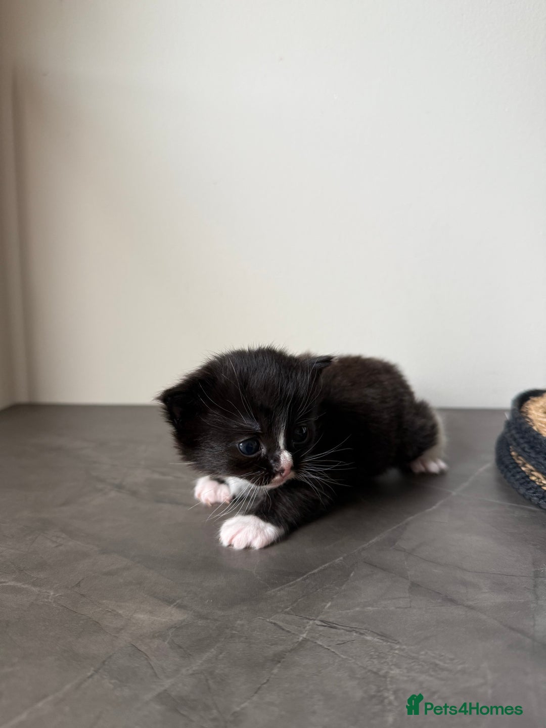 Ragdoll cats for sale: Ragdoll x kitten - Female 🐾🩷 - Image 1