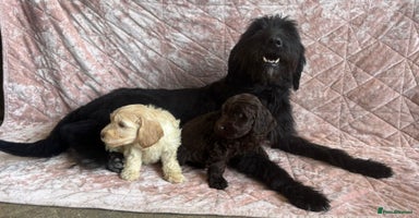 Mixed Breed dogs - Advert 2