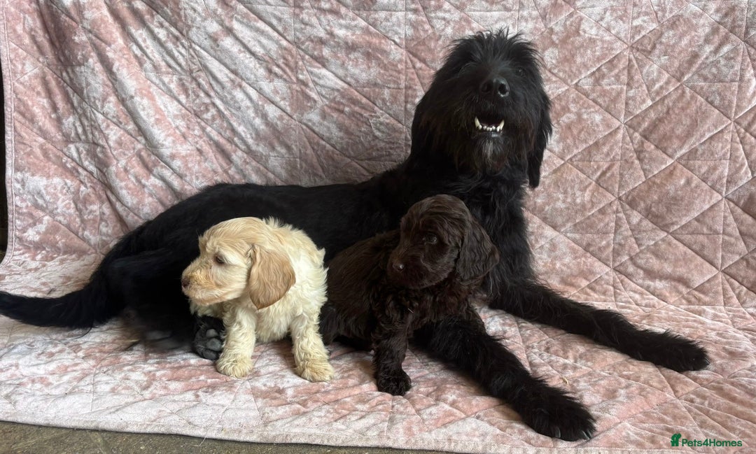 Mixed Breed dogs for sale: Stunning Labradoodles  - Image 2