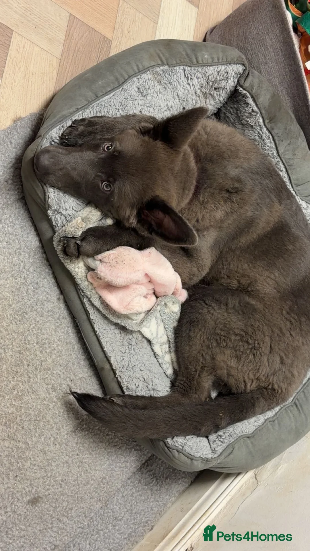 German Shepherd dogs for sale: Blue German Shepherd puppy - Advert 4