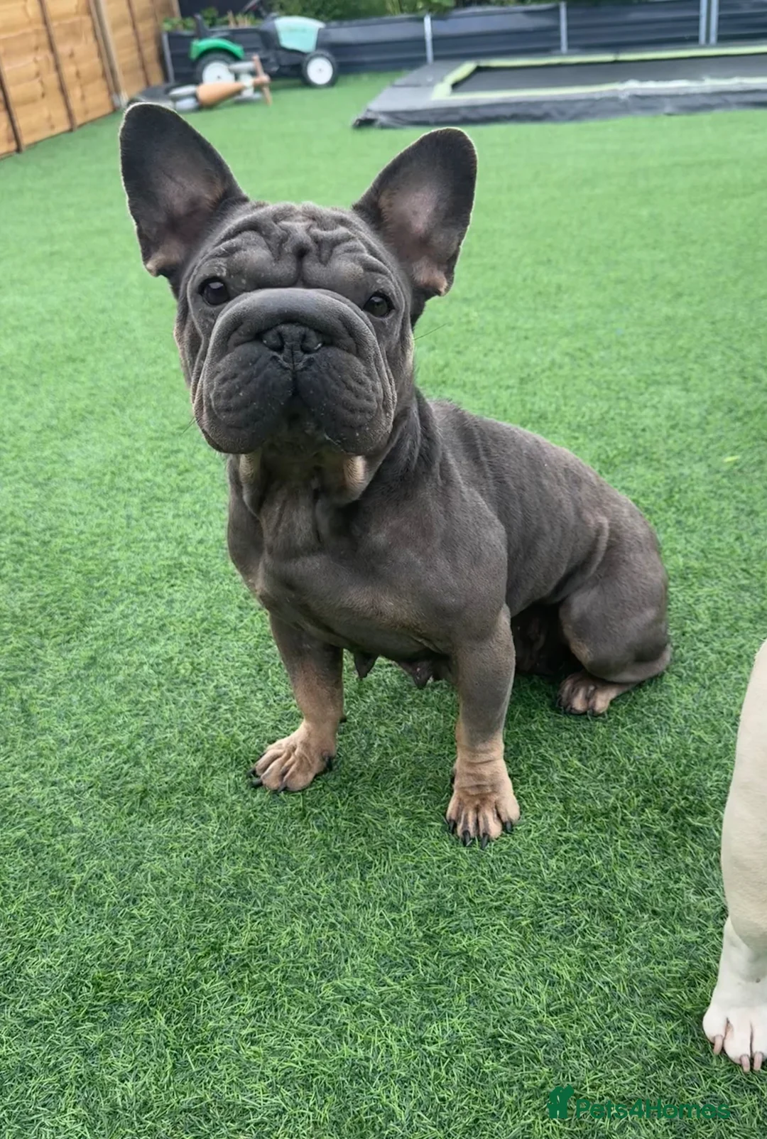 French Bulldog dogs for sale: Beautiful Frenchie Seeking Her Forever Sofa - Advert 2