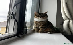 British Shorthair cats for sale: Free Half British Shorthair - Image 3