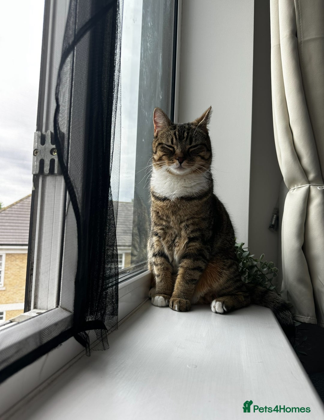 British Shorthair cats for sale: Free Half British Shorthair - Image 3