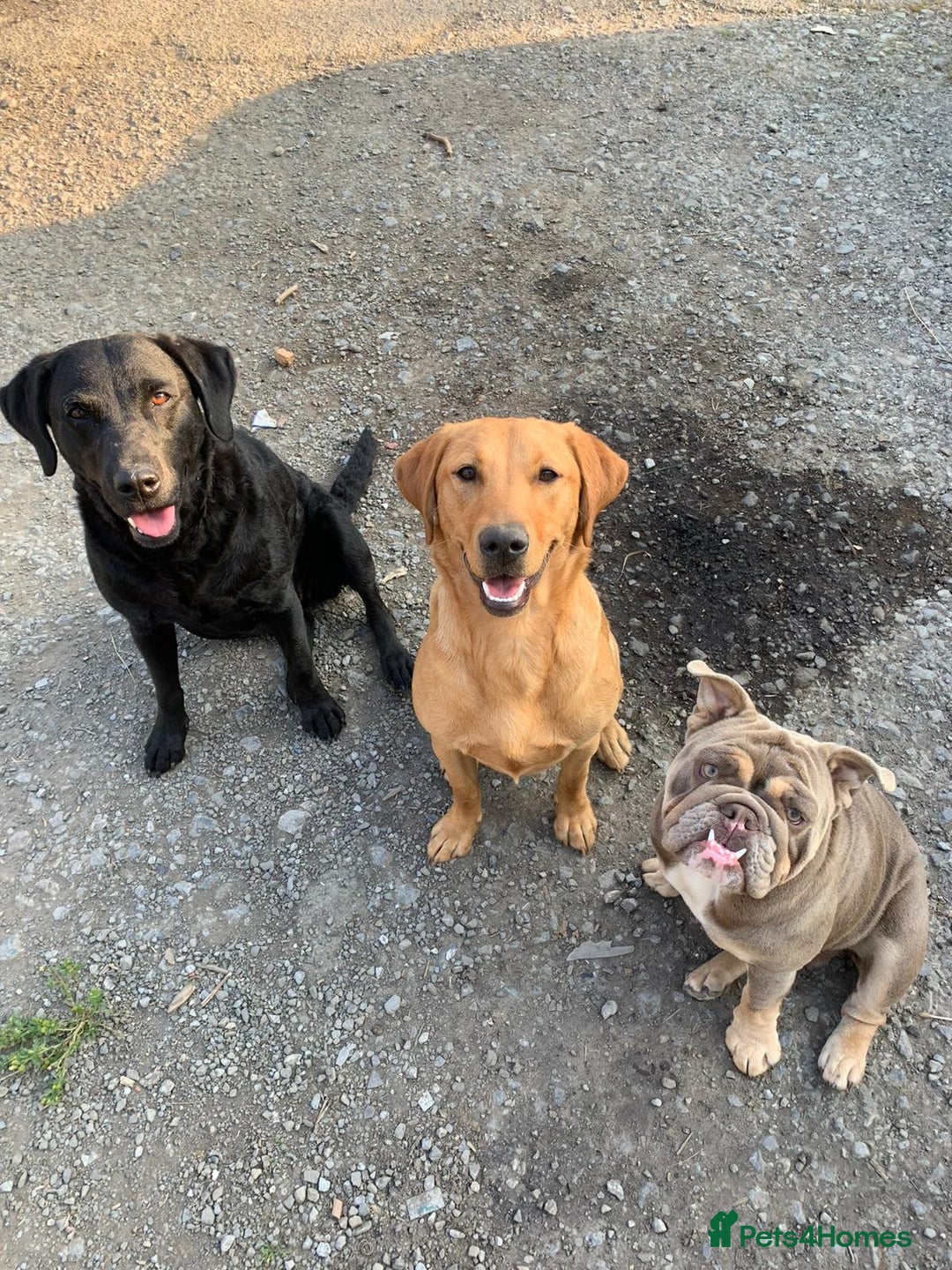 English Bulldog dogs for sale: English Bulldog Puppies Coloured  - Advert 8