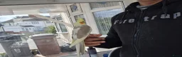 Cockatiels birds for sale: Super Hand Tamed cockatiel for sale  - Advert 8