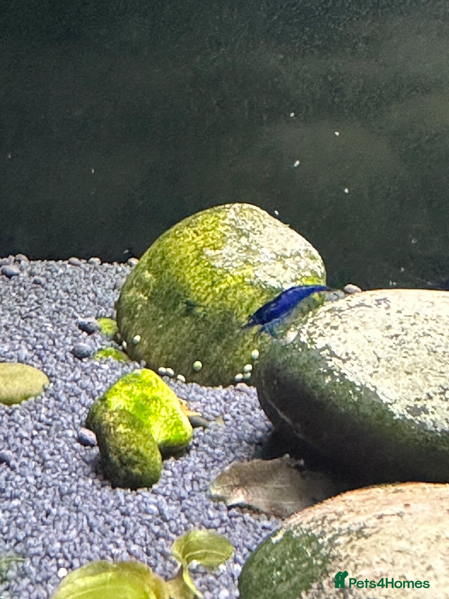 Shrimps fish Red, Orange and Blue shrimp for sale.  - Advert 1