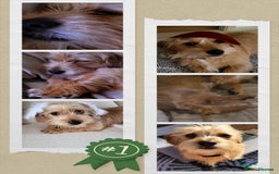 Mixed Breed dogs for sale: Shady 14 months- for rehoming  - Image 6