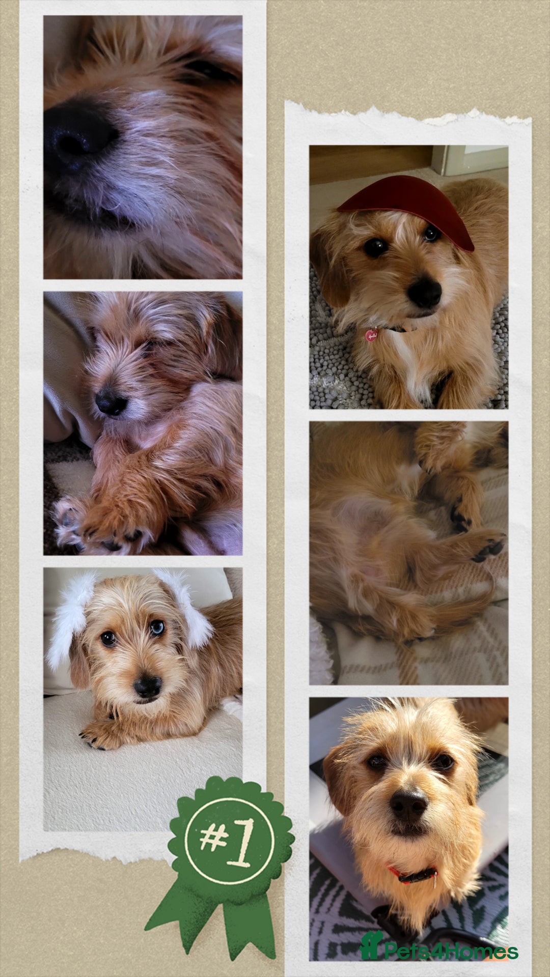Mixed Breed dogs for sale: Shady 14 months- for rehoming  - Image 6