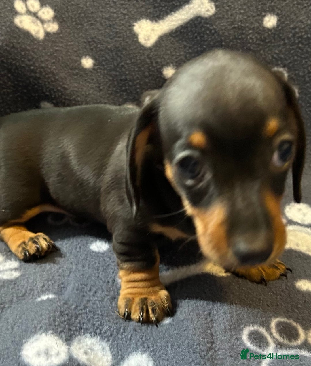 Miniature Dachshund dogs for sale: Stunning Miniature Dachshund Pups - Image 5