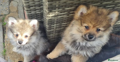 Mixed Breed dogs - Advert 6