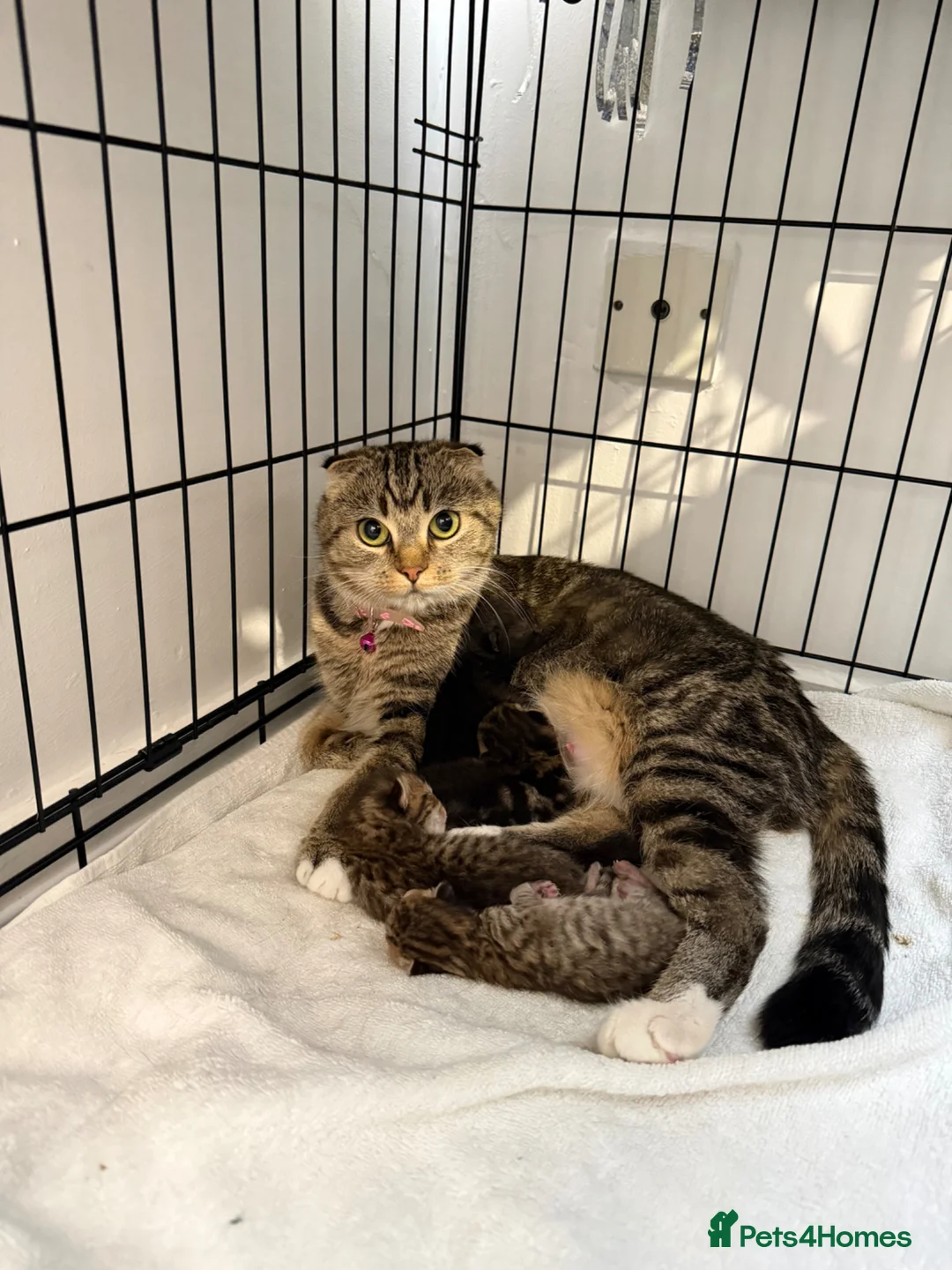 British Shorthair cats for sale: ✨ Scottish Fold x British Shorthair Kittens 🐾✨   - Advert 2