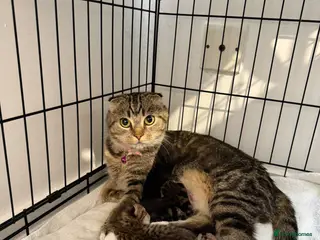British Shorthair cats ✨ Scottish Fold x British Shorthair Kittens 🐾✨ - Advert 4