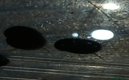 Snails fish for sale: Freshwater  nerite snails  - Image 10