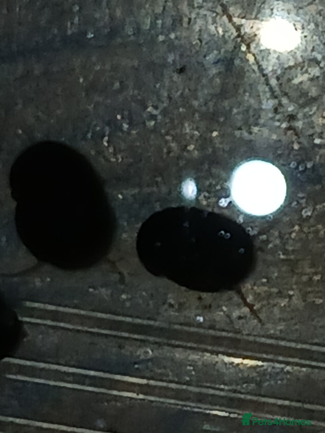 Snails fish for sale: Freshwater  nerite snails  - Image 10
