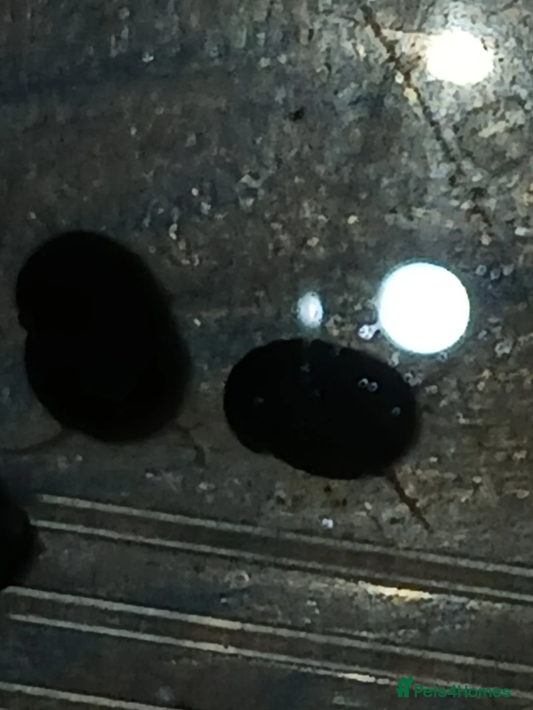 Snails fish for sale: Freshwater  nerite snails  - Advert 10