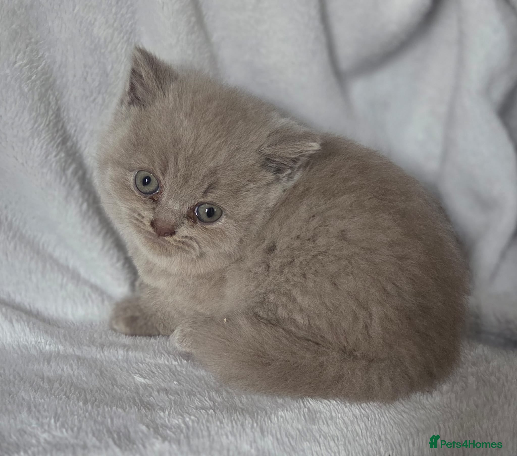 British Shorthair cats Beautiful british shorthair kittens  - Advert 1