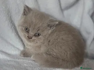 British Shorthair cats Beautiful british shorthair kittens - Advert 11
