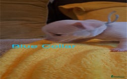 Chihuahua dogs for sale: Beautiful Chihuahua Puppies  - Image 7