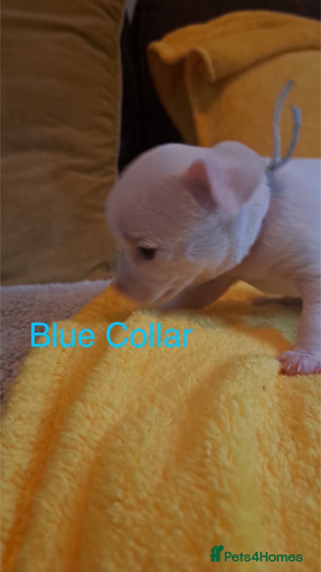 Chihuahua dogs for sale: Beautiful Chihuahua Puppies  - Image 7