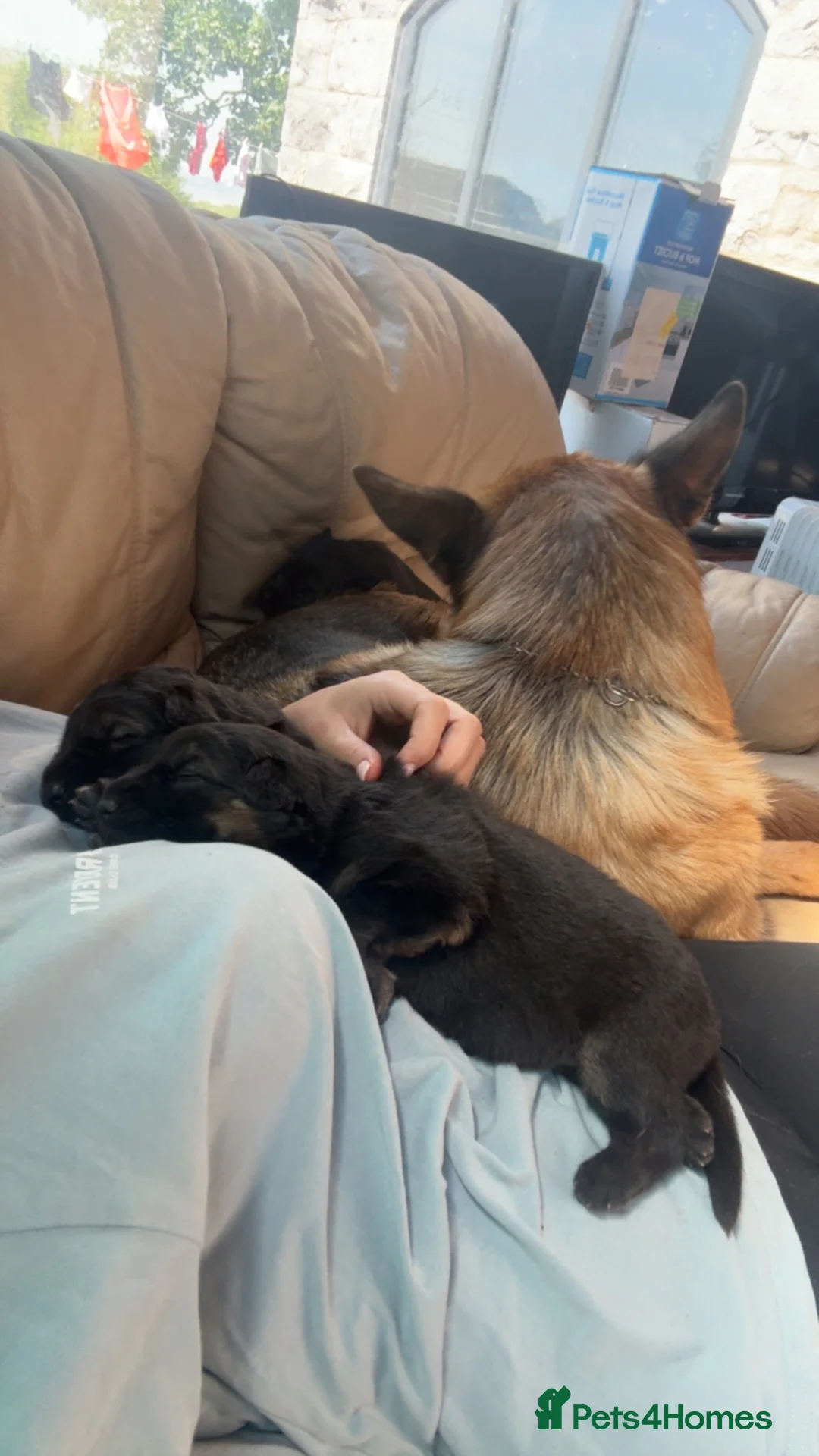 German Shepherd dogs for sale: German shepherd puppies - Advert 13