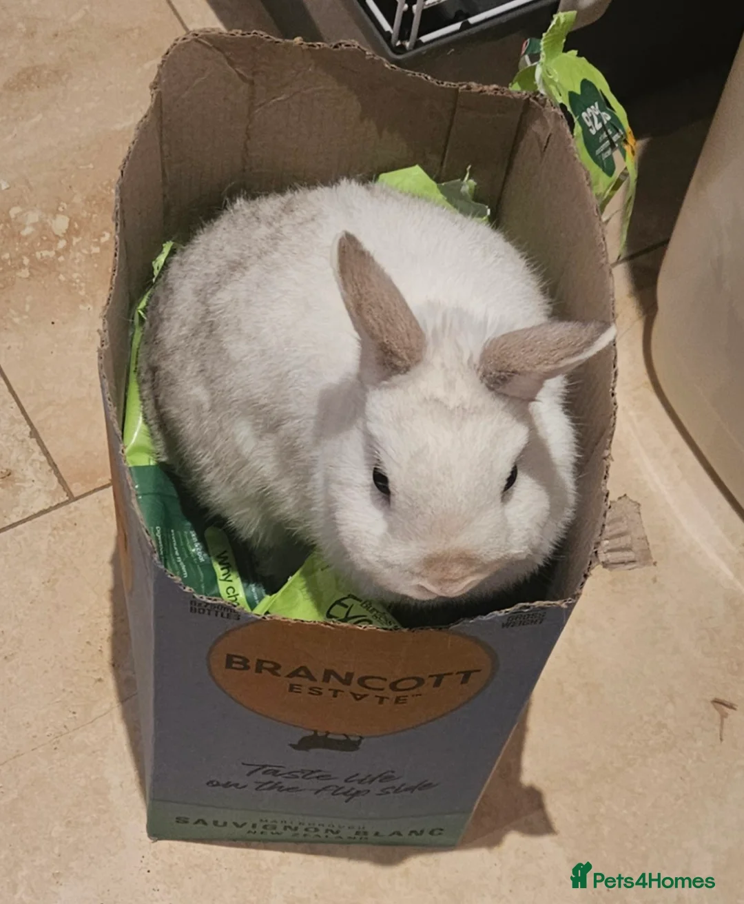 Dwarf Hotot rabbits for sale: Pretty Dwarf rabbit comes with large cage and food - Advert 2