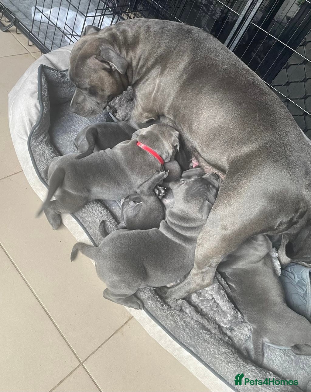 Staffordshire Bull Terrier dogs Outstanding  %100 Health Tested Staffy Puppies - Advert 15