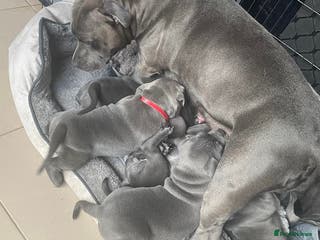 Staffordshire Bull Terrier dogs Outstanding %100 Health Tested Staffy Puppies - Advert 4