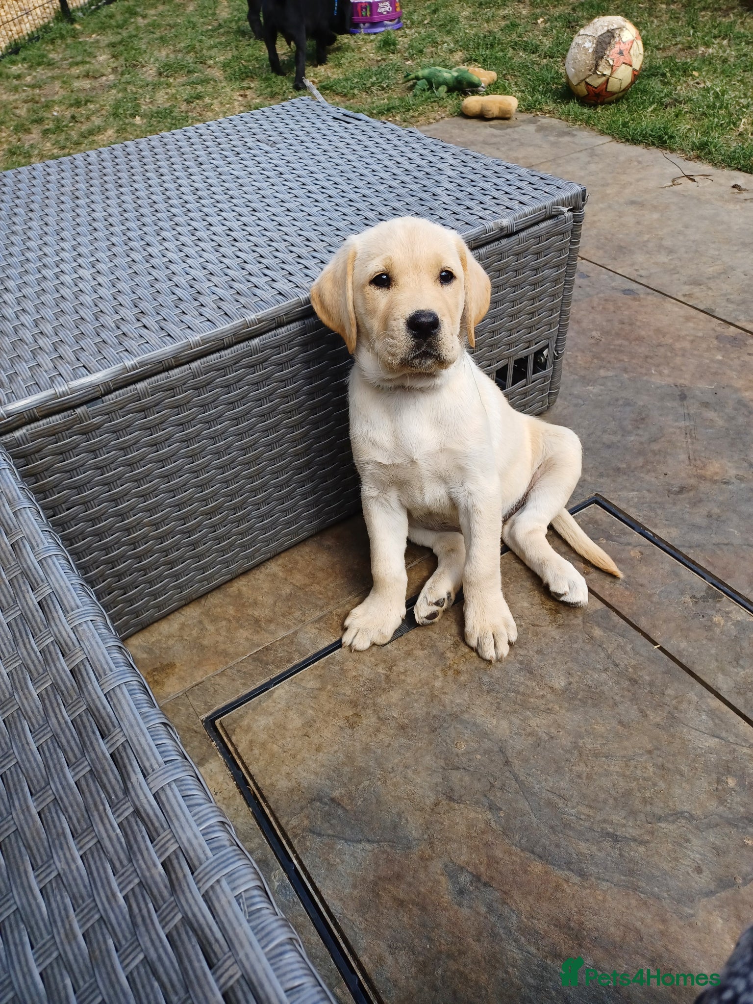 Labrador Retriever dogs for sale: Last golden girl looking for her forever home - Advert 22