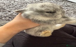 Mini Lop rabbits for sale: Gorgeous Mini Lops x1 available now  - Image 17