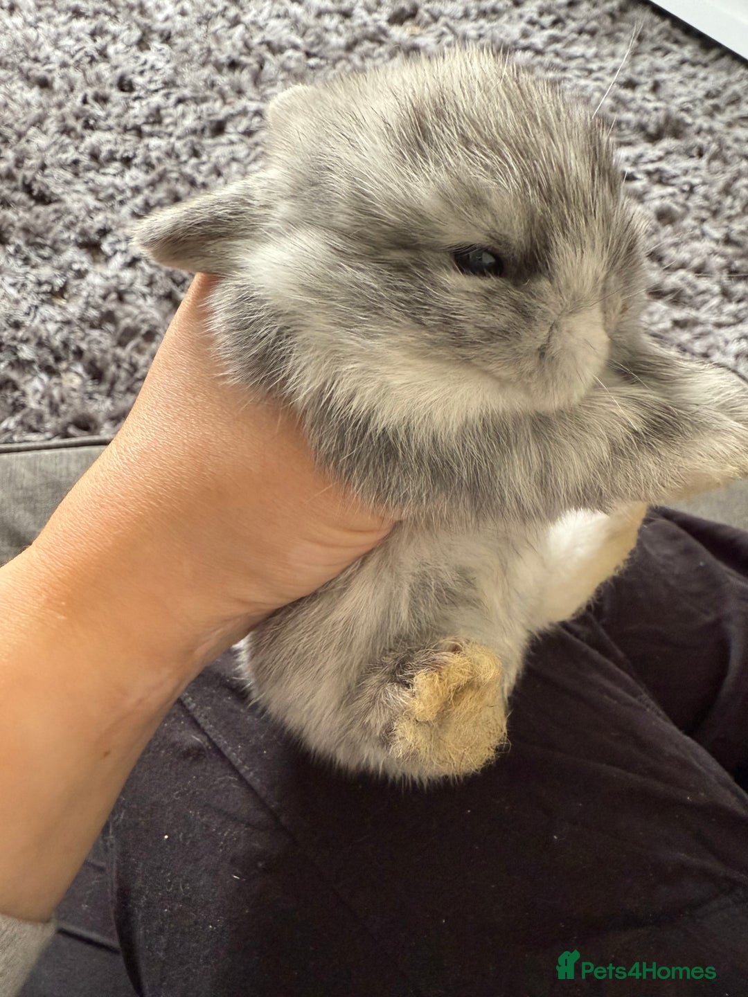 Mini Lop rabbits for sale: Gorgeous Mini Lops x1 available now  - Image 17