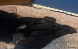Mixed Breed dogs for sale: Beautiful Baby boy Daug puppy’s-  - Image 4