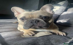 French Bulldog dogs for sale: Hugo. Male French Bulldog - Image 2