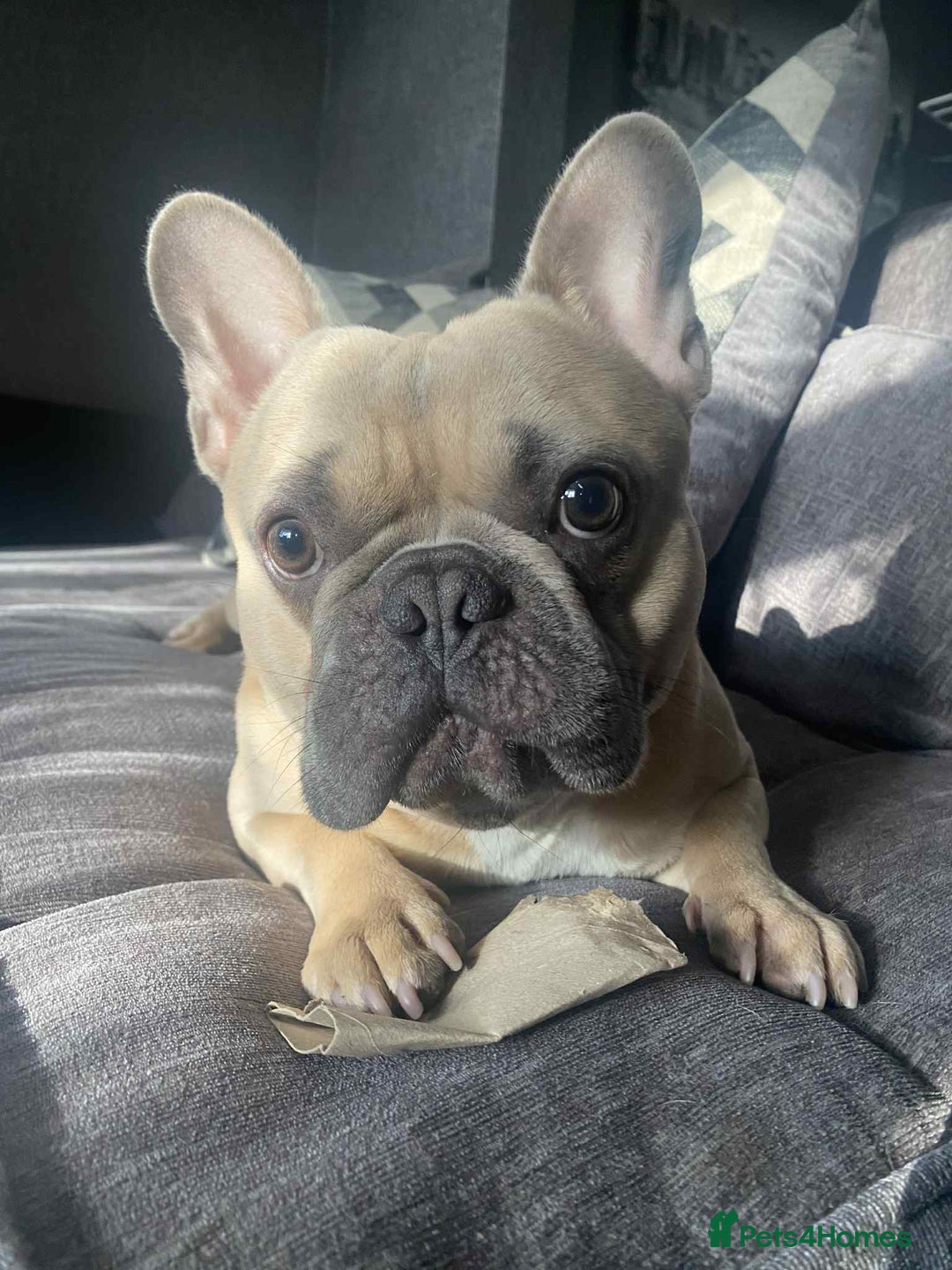 French Bulldog dogs for sale: Hugo. Male French Bulldog - Image 2