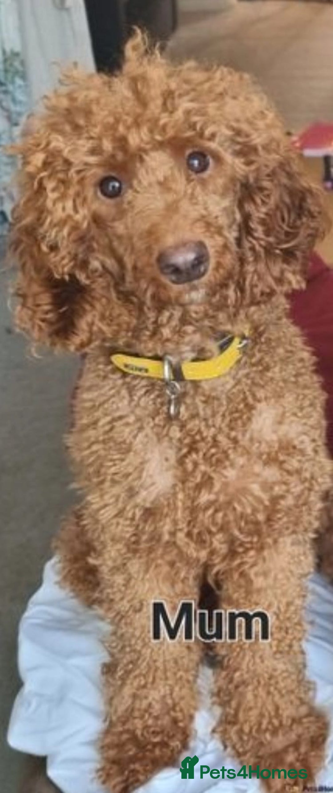 Cockapoo dogs for sale: F1 DNA hereditary clear cockapoos  - Advert 13