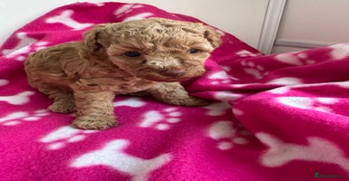 Toy Poodle dogs - Advert 7