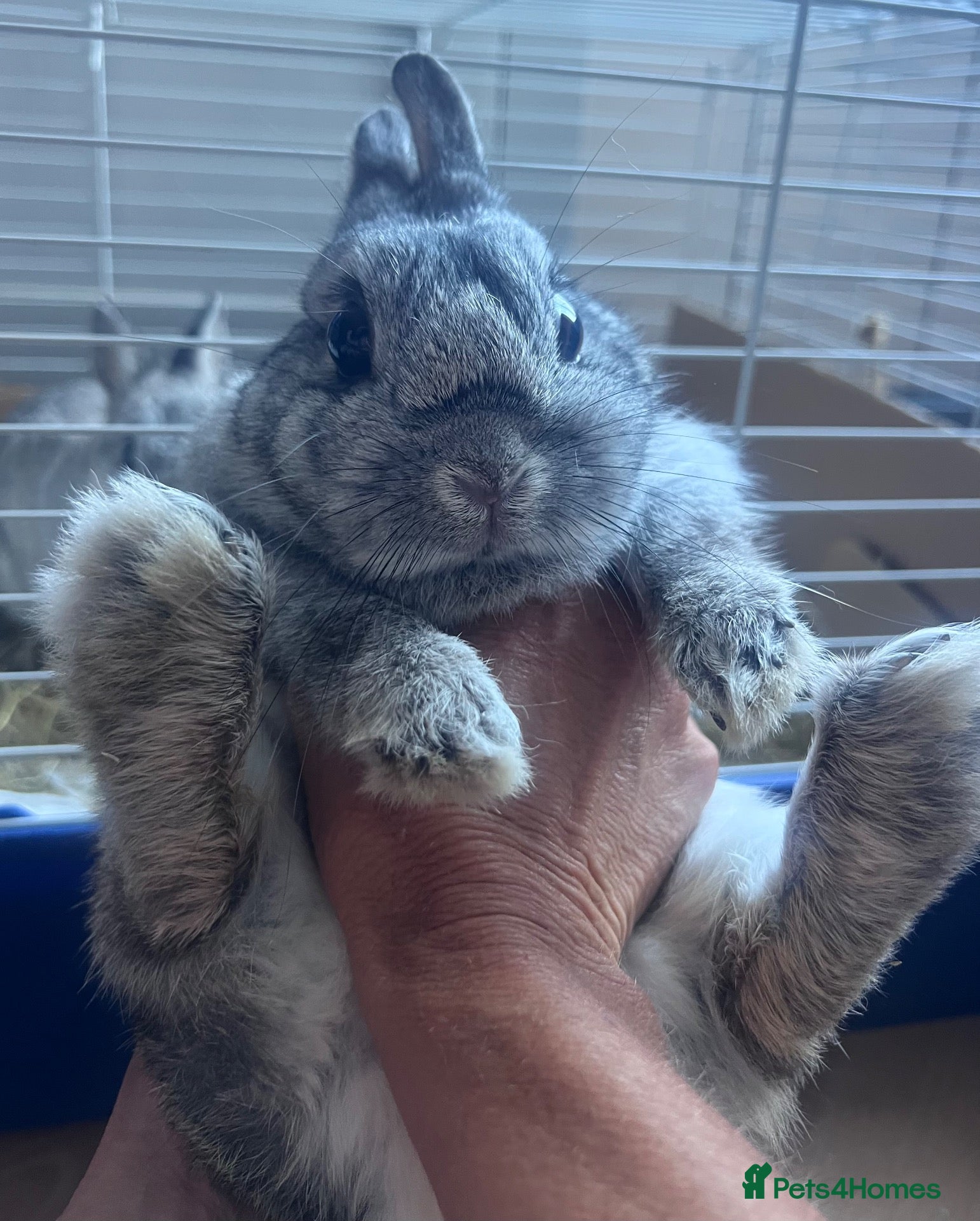 Netherland Dwarf rabbits netherland dwarf female  - Advert 7