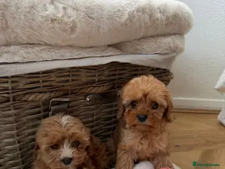 Cavapoo dogs Cavapoo puppies LAST GIRL AVAILABLE 💕 - Advert 12