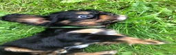 Cavalier King Charles Spaniel dogs for sale: Cavalier King Charles puppies  - Advert 24