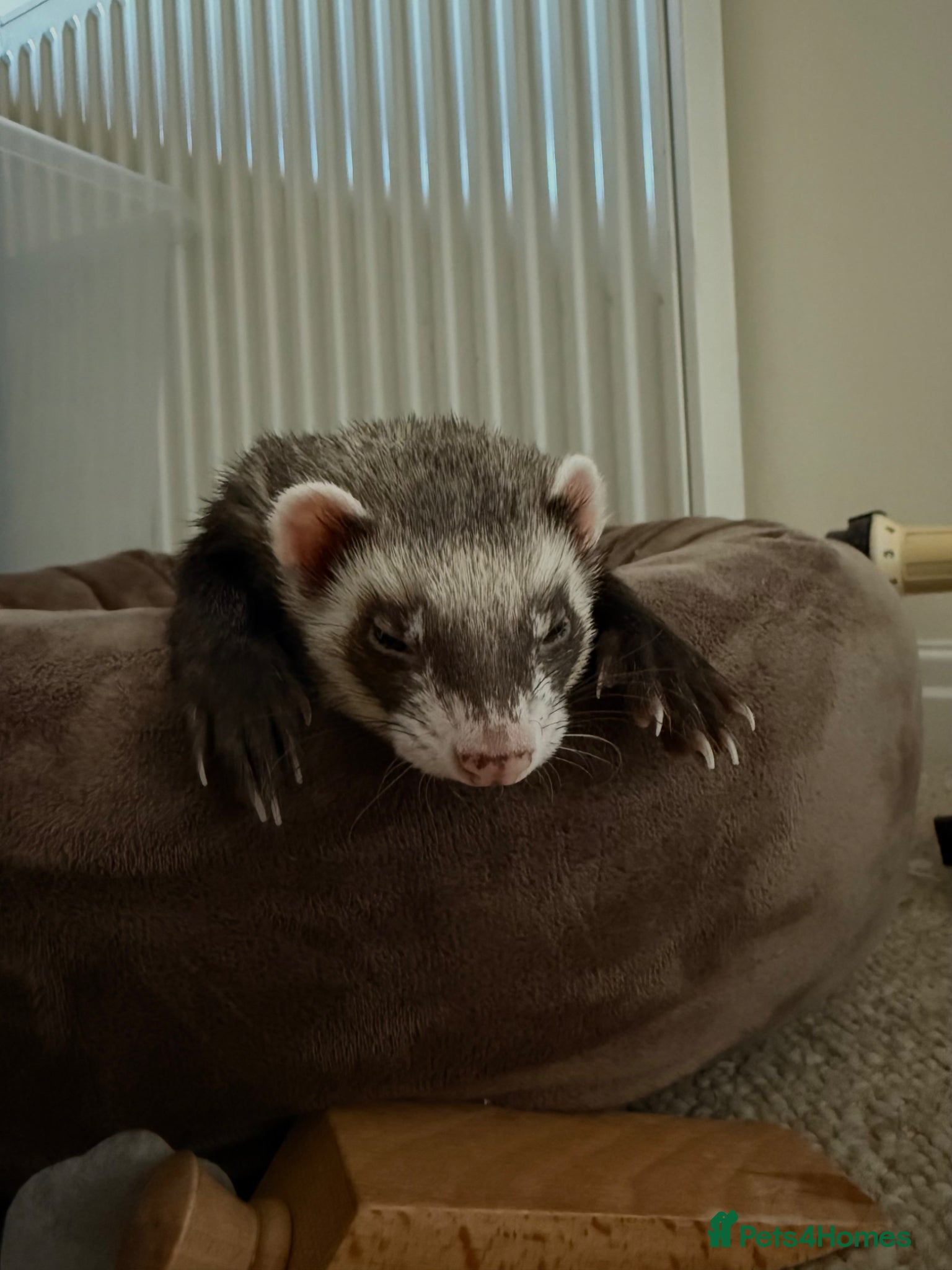 Ferret rodents Ferrets for rehoming - Advert 1