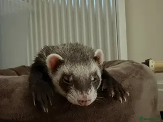 Ferret rodents Ferrets for rehoming - Advert 1